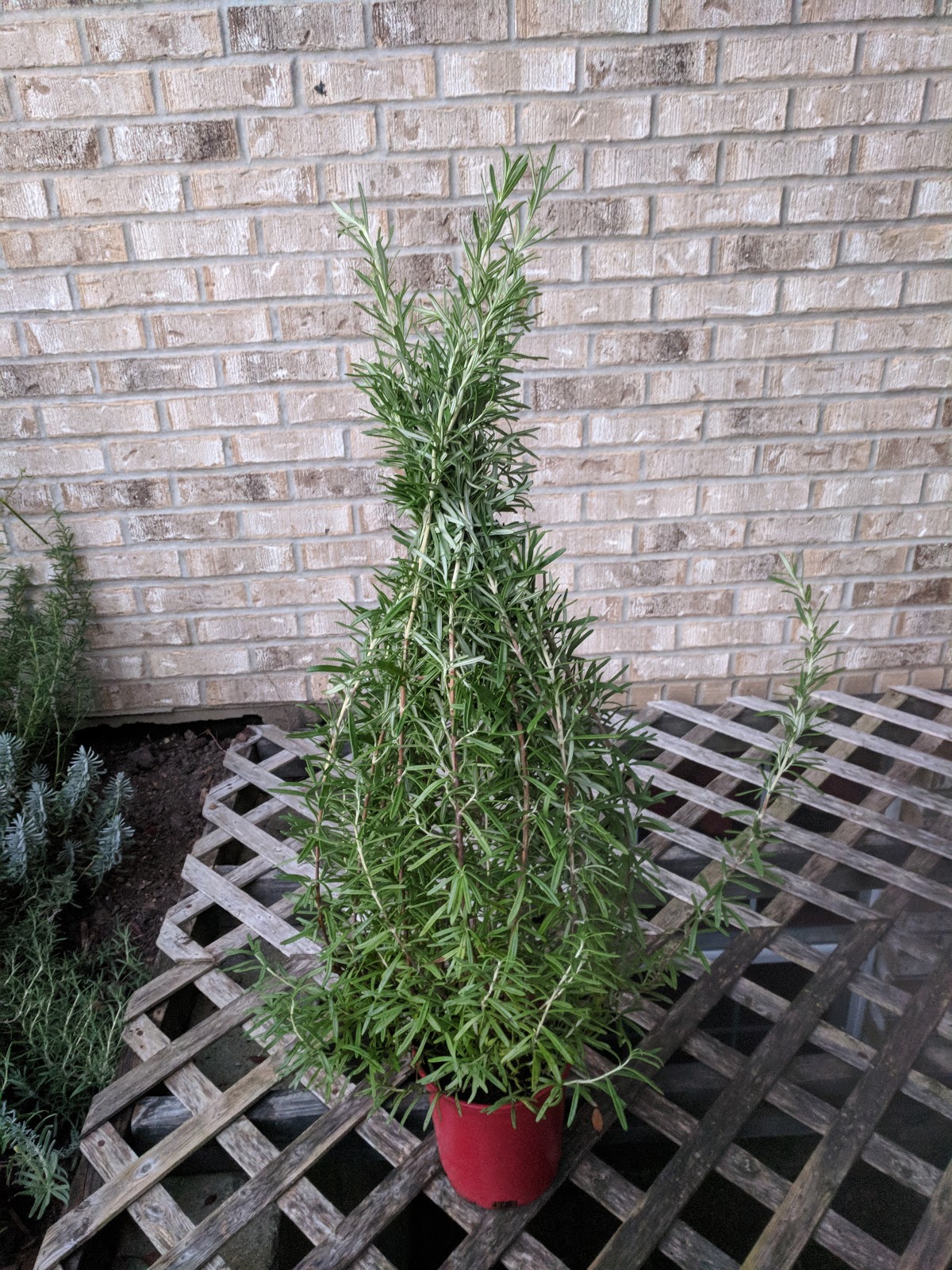 NatureMan's Official Blog How to Make a Rosemary Christmas Tree