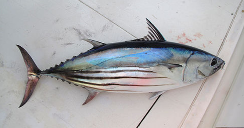 29 Arti Mimpi Tentang Ikan Cakalang Menurut Primbon Jawa Dan Islam Arti Mimpi 29 Arti Mimpi Tentang Ikan Cakalang Menurut Primbon Jawa Dan Islam Arti Mimpi