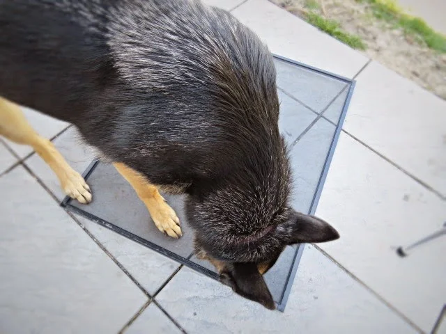 Finn helping with finished screen