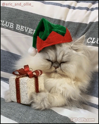 Christmas Cat GIF • Fluffy Elf cat taking a little nap before delivering Xmas presents for good kitties Christmas Cat GIF • Fluffy Elf cat taking a little nap before delivering Xmas presents for good kitties