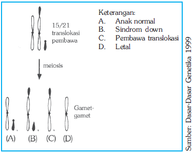Kromosom pembawa translokasi dan gamet-gamet yang diproduksinya