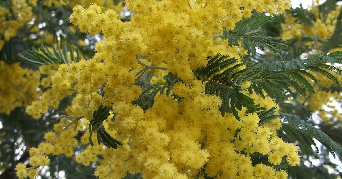 La Festa della Donna Women’s Day Italy On This Day