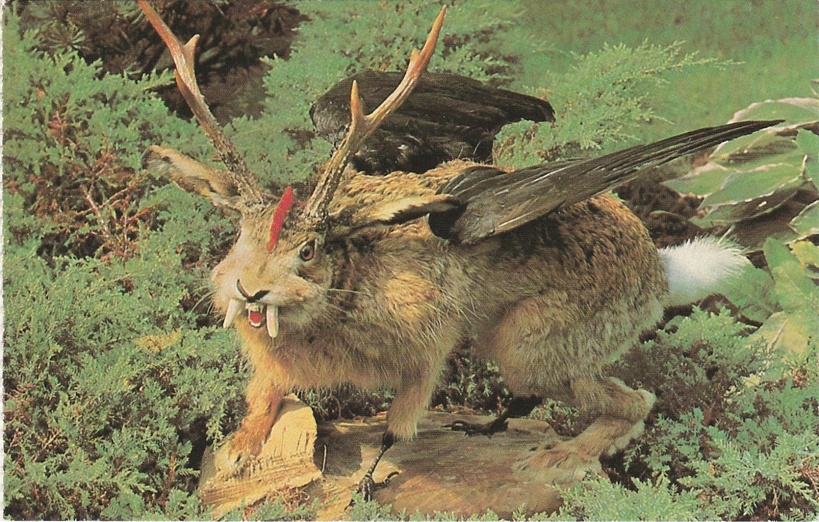 заяц картинка. саблезубый заяц. саблезубый заяц. саблезубый заяц. дикий заяц.