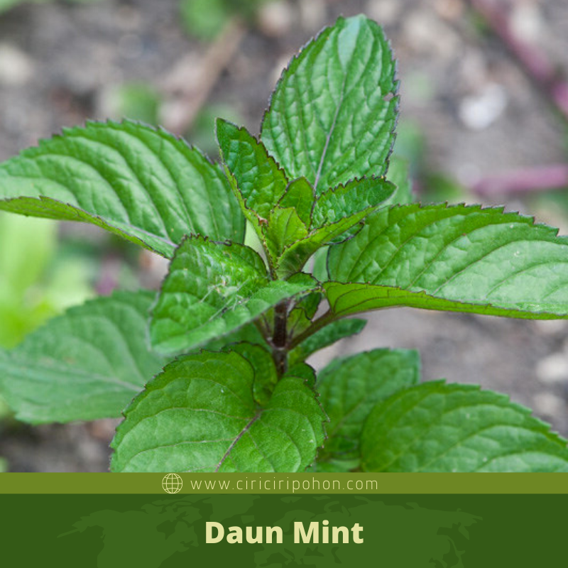Ciri Ciri Pohon Mint Peppermint Mentha Piperita Di Alam Liar Ciriciripohon Com