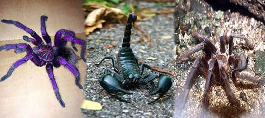 Class Arachnida: Cobalt Blue Tarantula, Scorpion, Celenocosmia javanensis - Taman kupu-kupu Bali Butterfly park