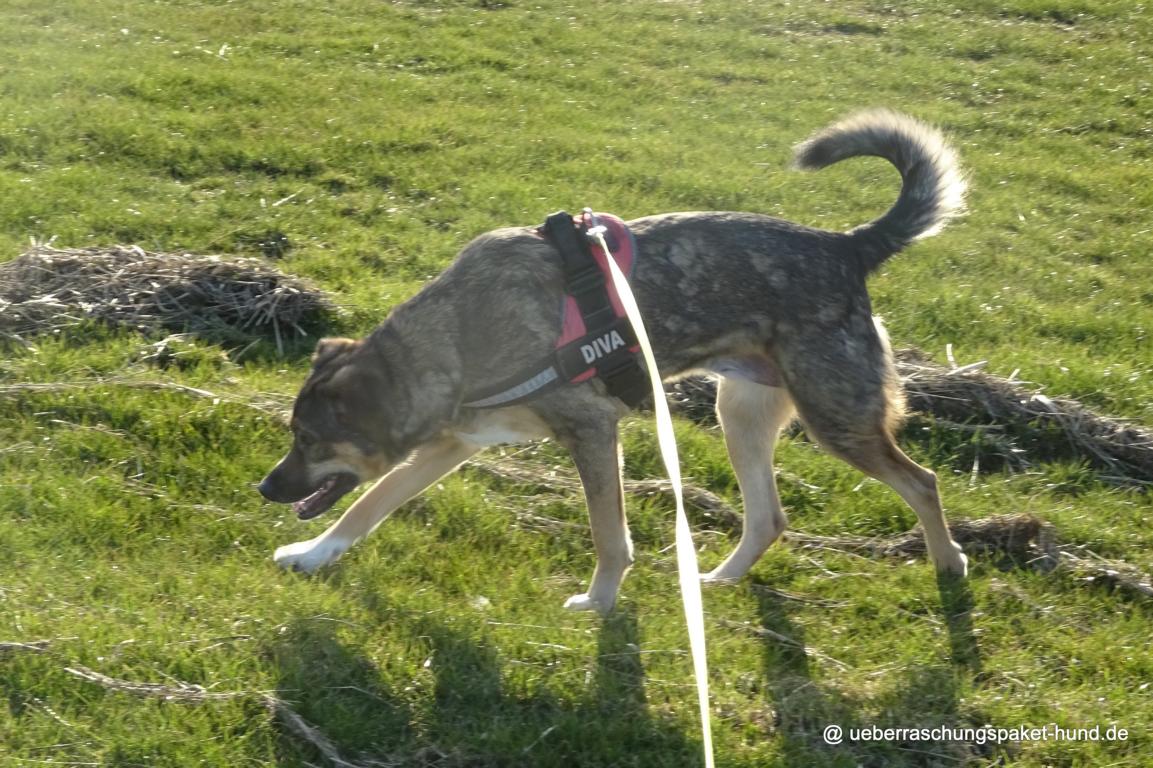 Überraschungspaket Hund ein Hundeblog der zeigt, wie unterschiedlich