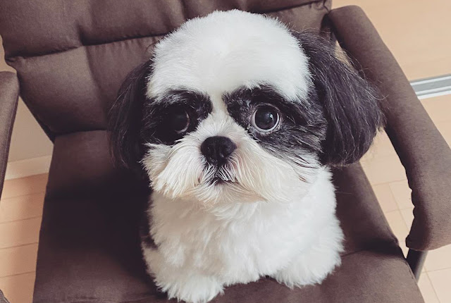 Shih Tzu preto e branco - O que você deve saber