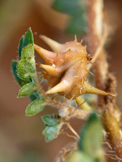 Tribulus Terrestris Efeitos Colaterais Tribulus Terrestris Efeitos Colaterais