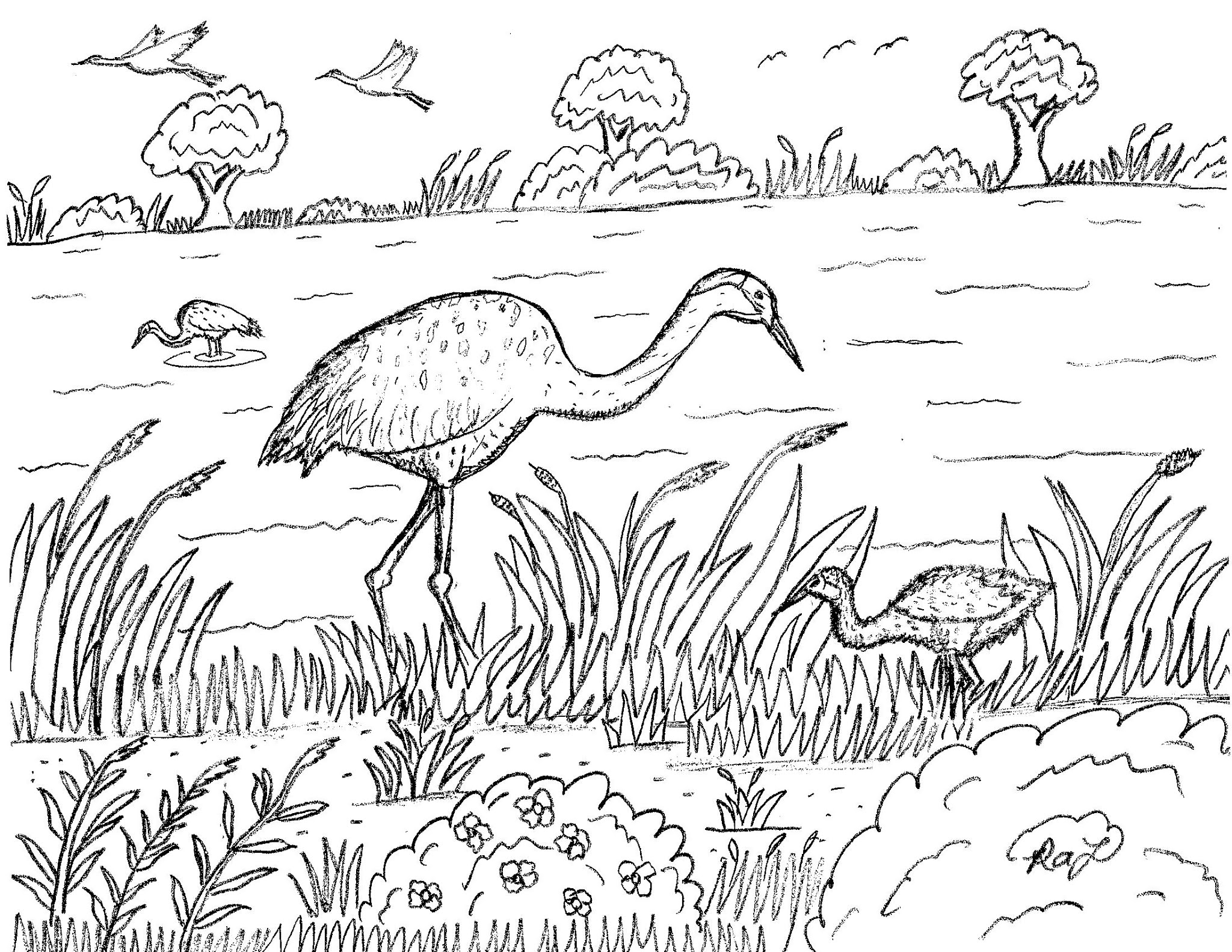 Robin's Great Coloring Pages: Sandhill Cranes coloring page