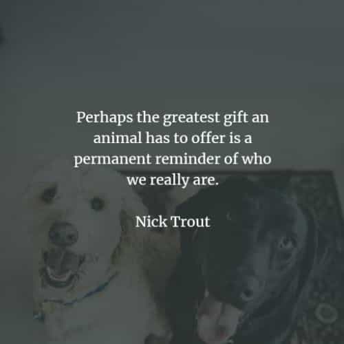 Pet quotes and sayings that inspire a love for animals