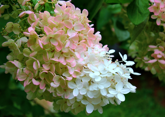 The Balcony Garden Hydrangea Dilemma