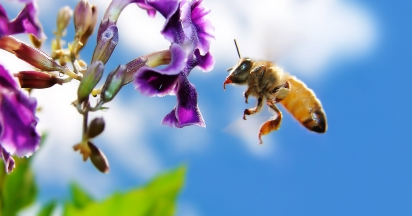 Pengertian Dan Jenis Jenis Satwa Harapan