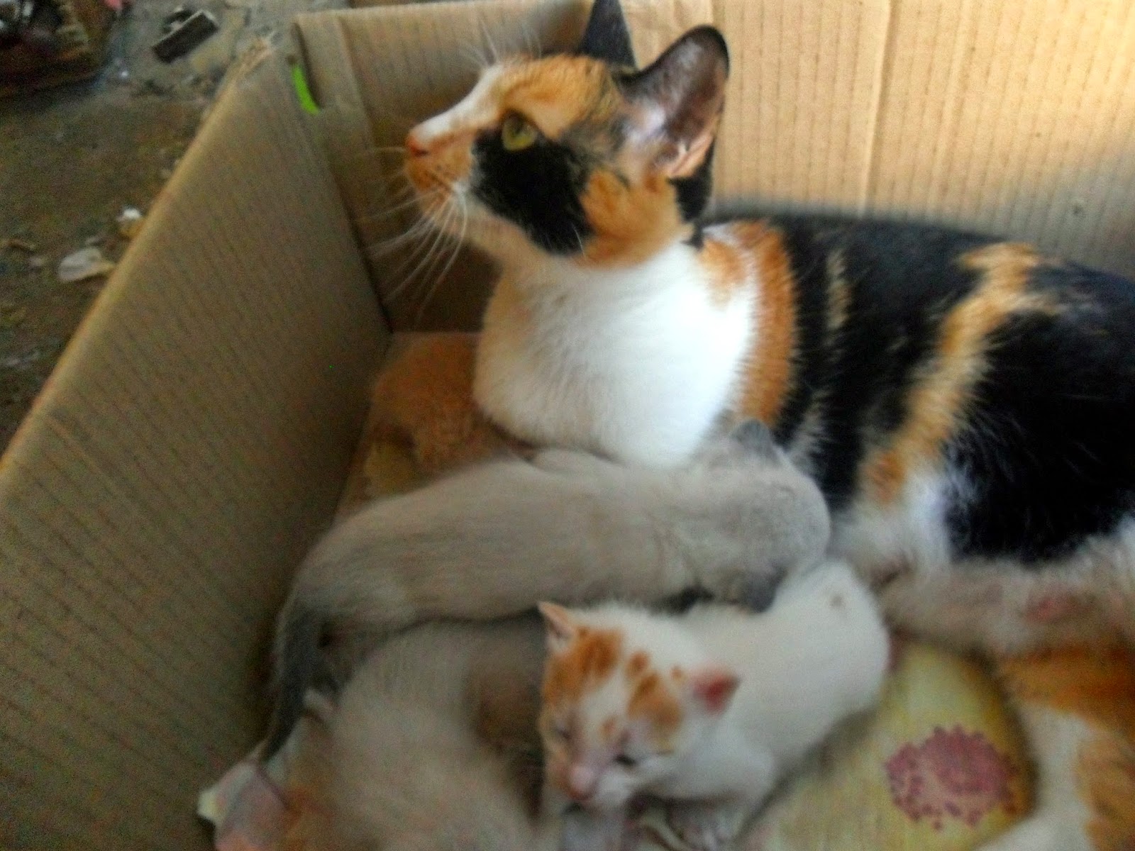 Gatos bebes para adopción Gatos bebes para adopción