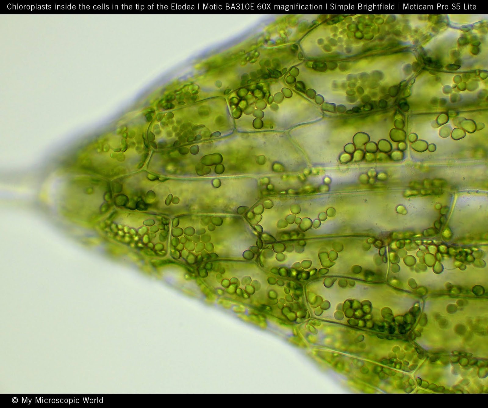 Elodea Under Microscope 40x