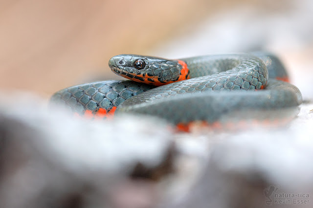 Diadophis punctatus amabilis - Pacific Ring-necked Snake
