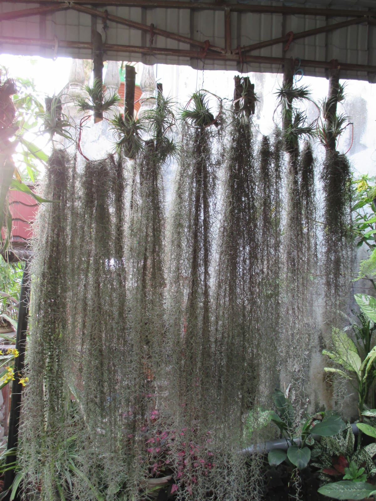 Garden Chronicles of James David: Airplants and Spanish Moss - Updates.