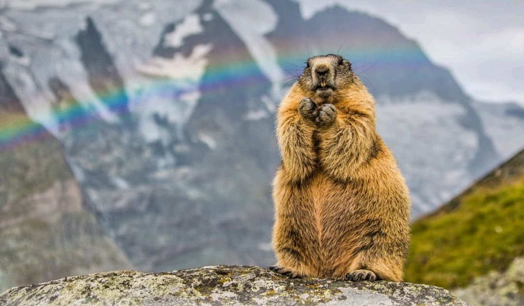 How to change search engine in Edge on Android?