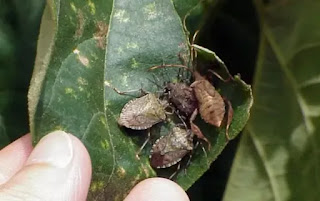 Benefits of Eating Stink Bug