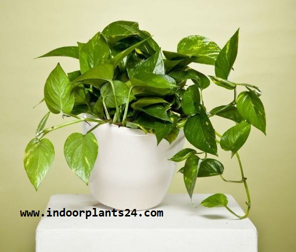 🤷INDOOR PLANT🤷Epipremnum Aureum DEVIL'S IVY Indoor Plant Care