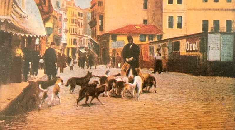 Oguz Topoglu Hayirsiz Ada Kopek Katliami