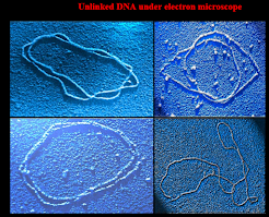 Check out this Unlinked DNA under e-microscope