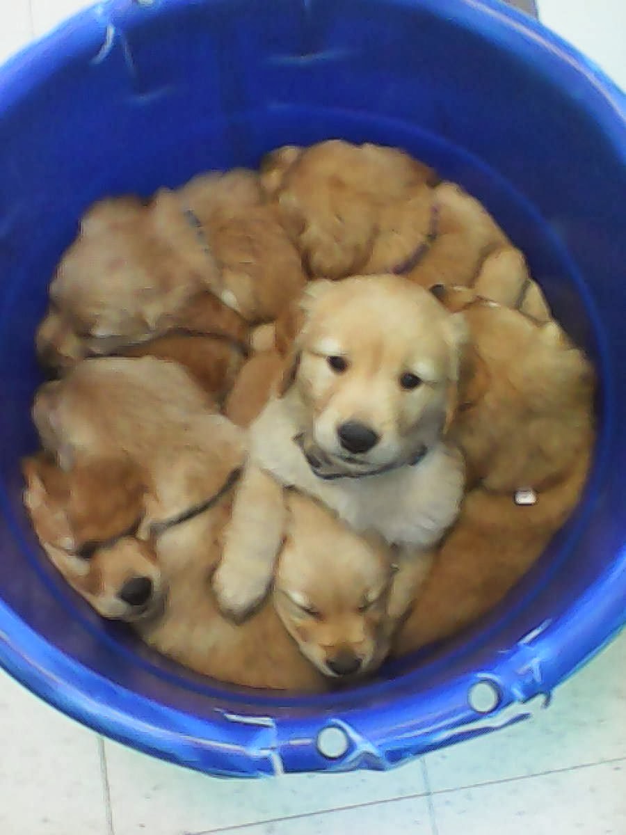 Cute dogs - part 8 (50 pics), a bucket full of puppies