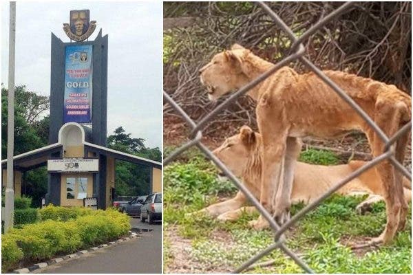 See the Photos of the Starving Lion in OAU (Photos)