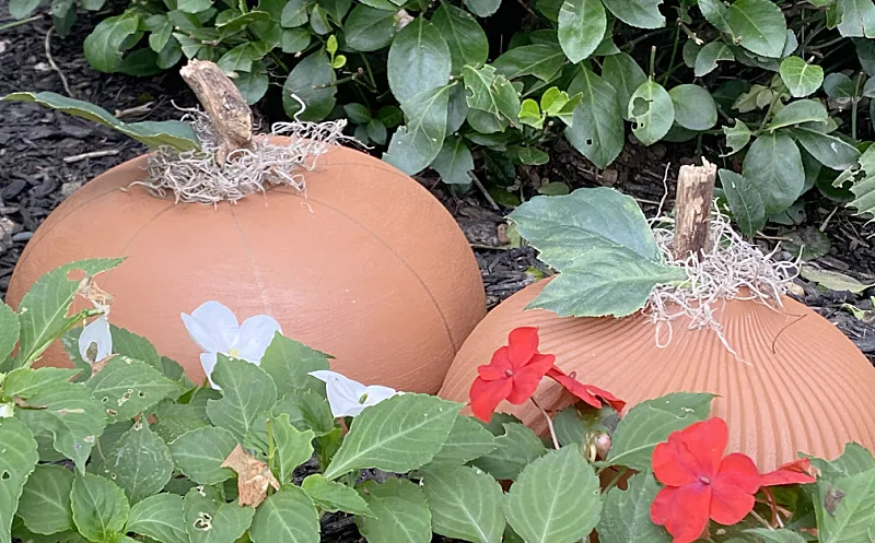 pumpkins in the garden