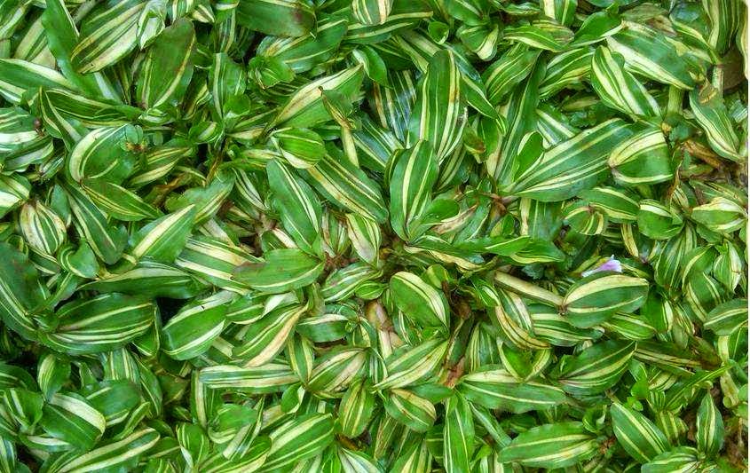 MACAM MACAM RUMPUT TAMAN | PUSAT rumput gajah mini, rumput golf, rumput ...