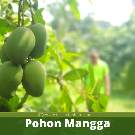 Pohon Mangga