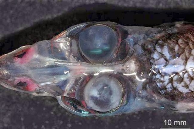 Ανακάλυψαν τρομακτικό, μεταλλαγμένο ψάρι με... τέσσερα μάτια! | Εικόνες