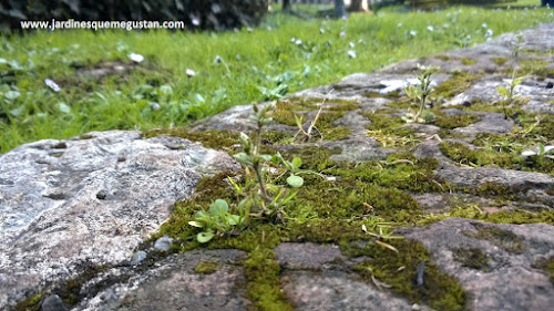 Detalles de jardín