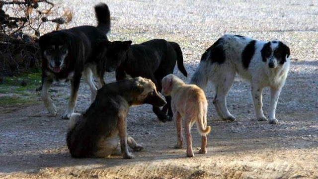 Πρέβεζα: Δύο νέα περιστατικά επίθεσης σκύλων σε πολίτες