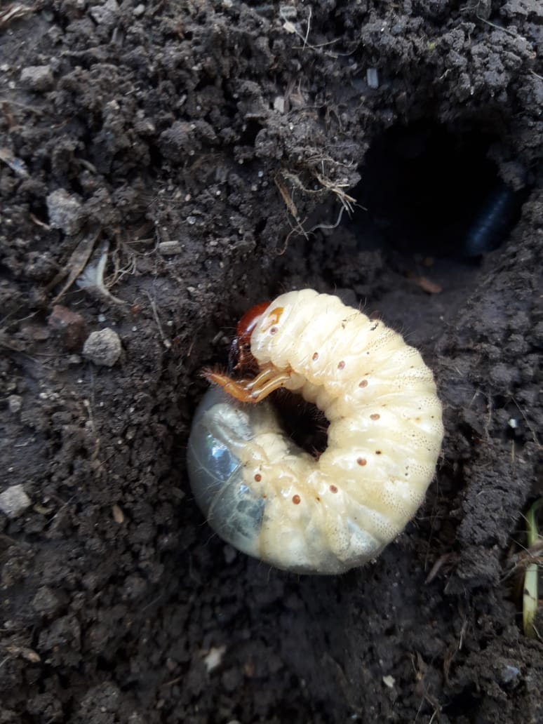 Argentina nativa: Cascarudo (Diloboderus abderus)