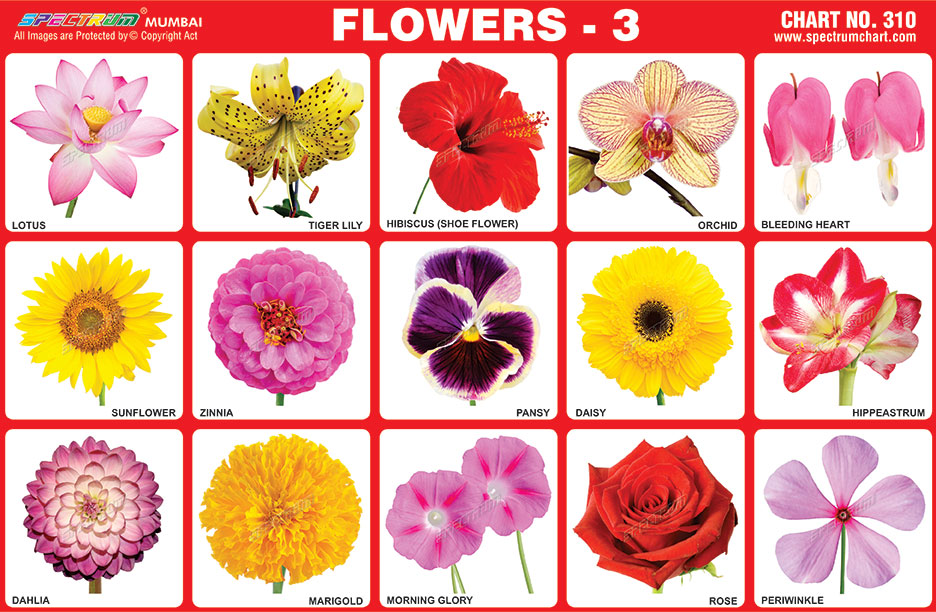 Spectrum Educational Charts: Chart 310 - Flowers 3