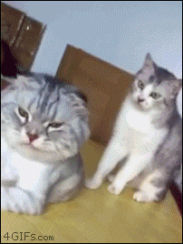 Funny cats - part 318, cute cat photo, best funny cat pictures