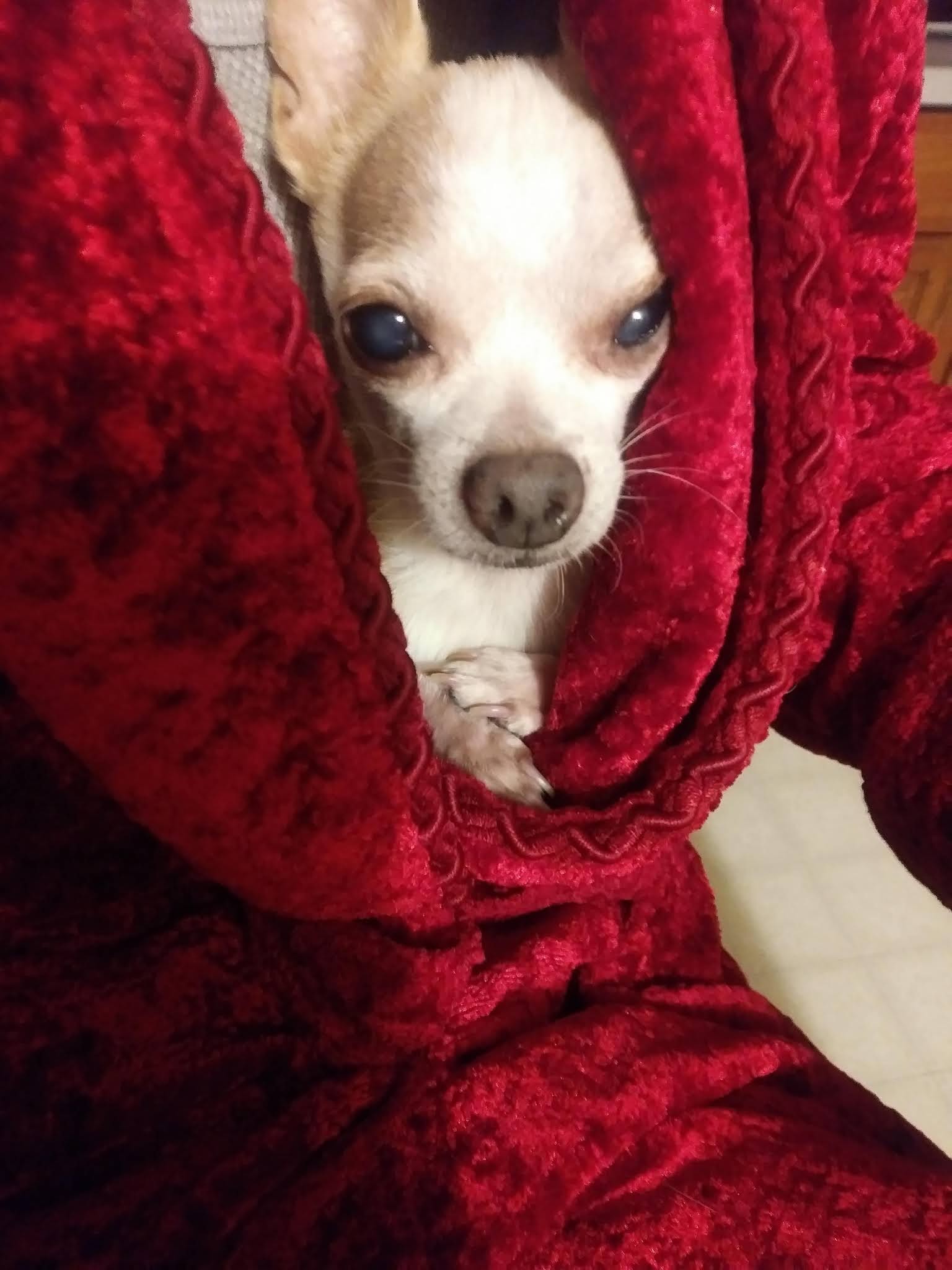 Jean the Pet Writer Why is My Dog Shaking?