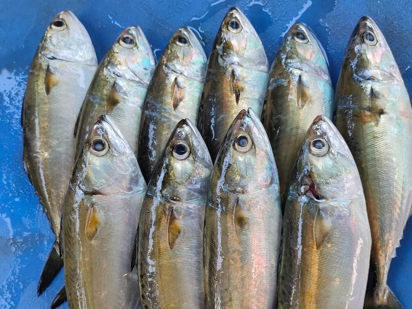 Did you Know The National fish of India is Indian Mackerel and why