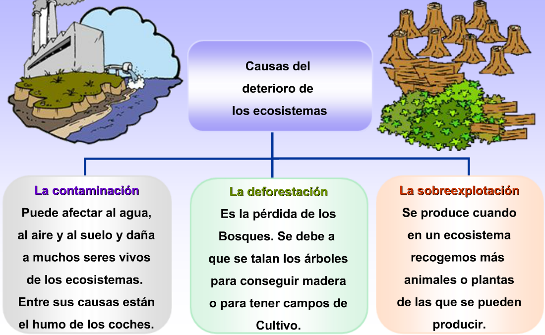 La clase de 5ºB y 6ºB CONOTema 4. Los ecosistemas.