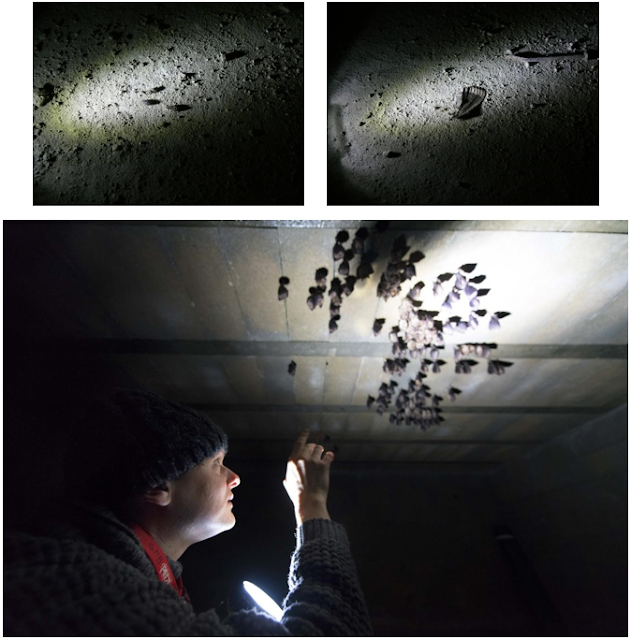 Bat Conservation Trust Creating an artificial underground hibernation