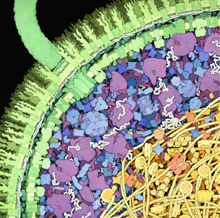 A drawing of E. coli, by David Goodsell.