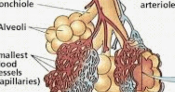 RESPIRATORY SYSTEM - www.24wikiss.blogspot.com