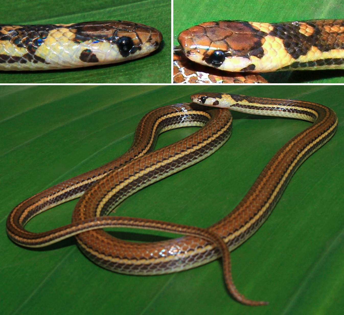 Species New to Science [Herpetology • 2020] Tantilla lydia • A New
