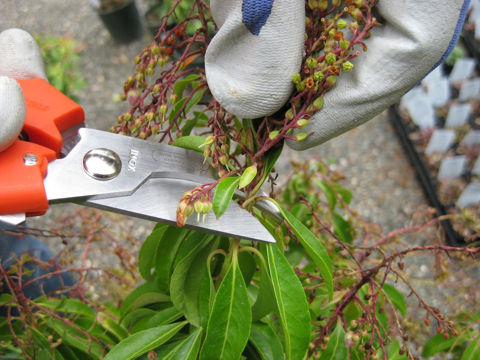 Victoria Gardens Prune your Pieris