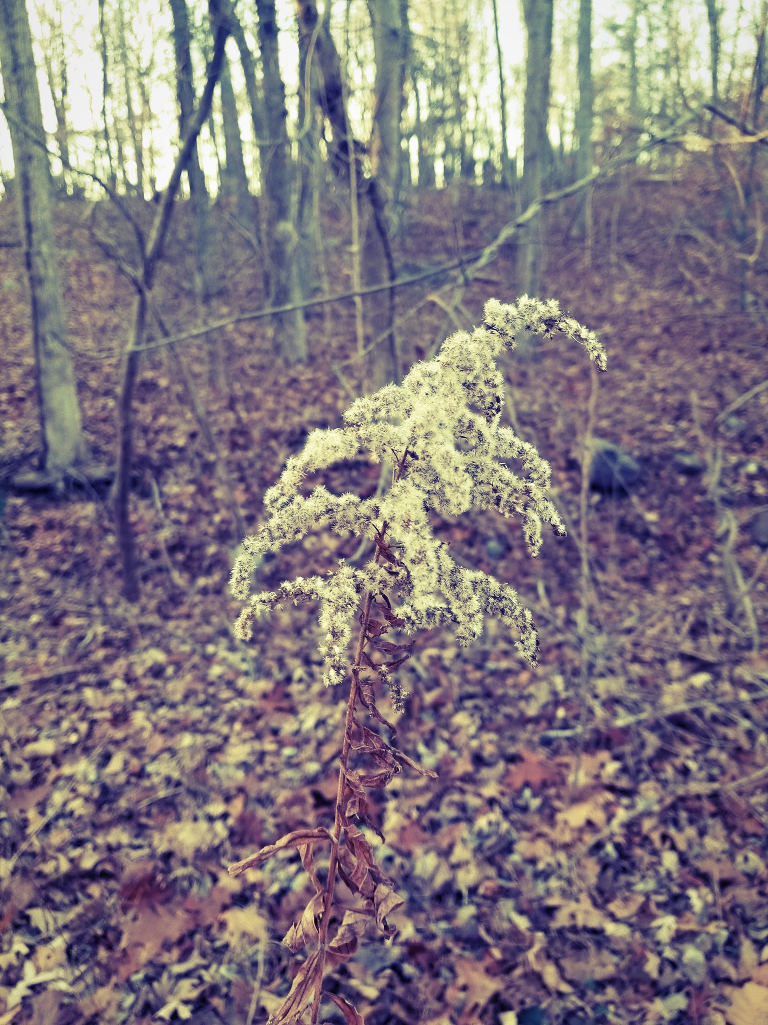 Abandoned, Roadside and Historic Jungle Habitat (Abandoned) West Milford, NJ