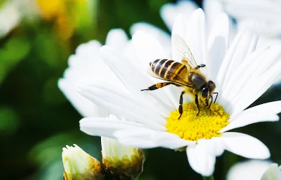Bees dream meaning, bees dream interpretation