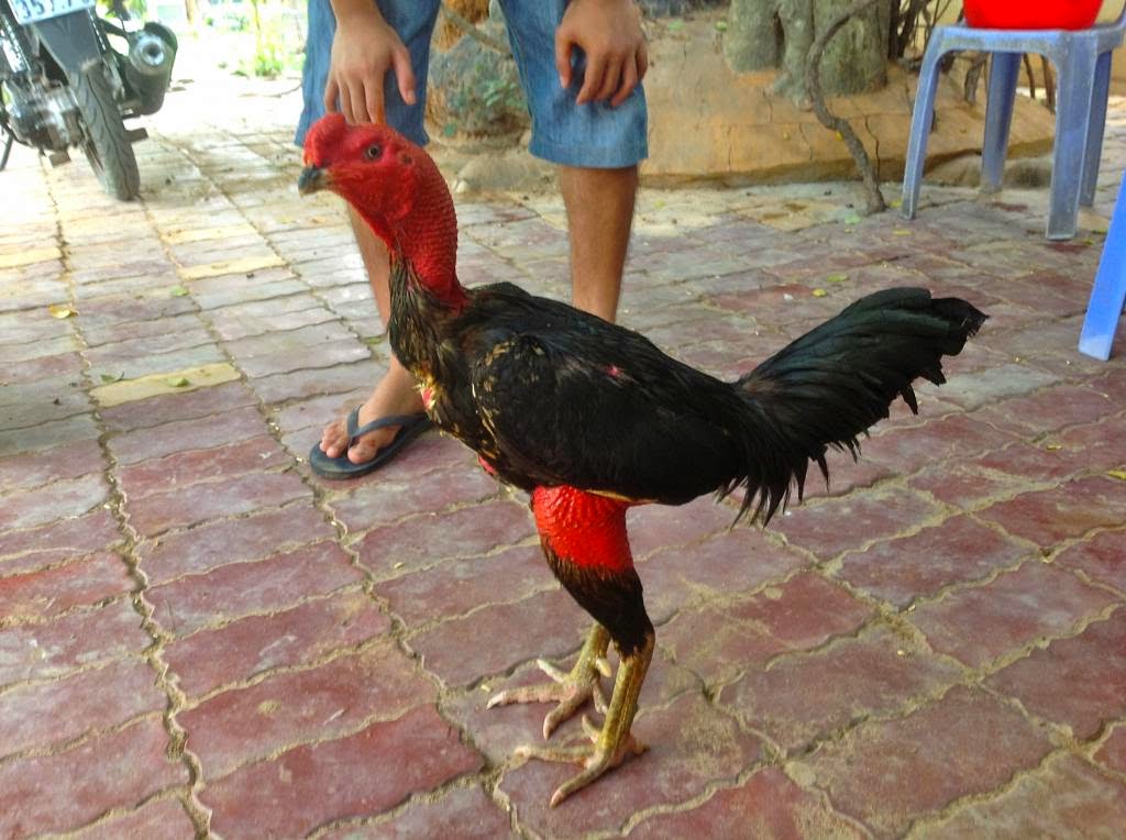 Mengenal Ayam Saigon Atau Ayam Vietnam - Berita Sabung Ayam | Daftar