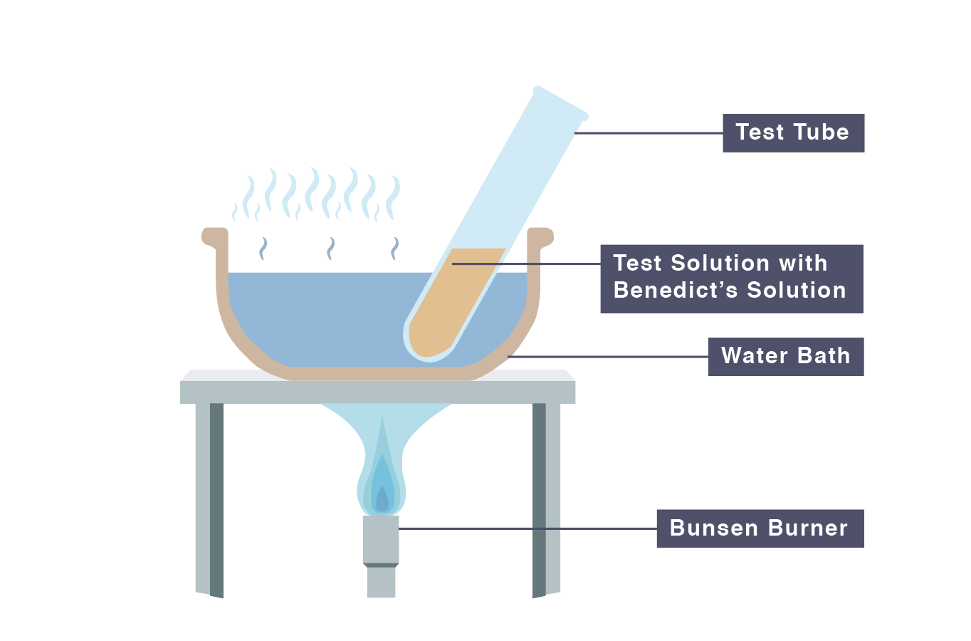 IGCSE Biology 2017 2.9 Practical Investigate Food Samples for the