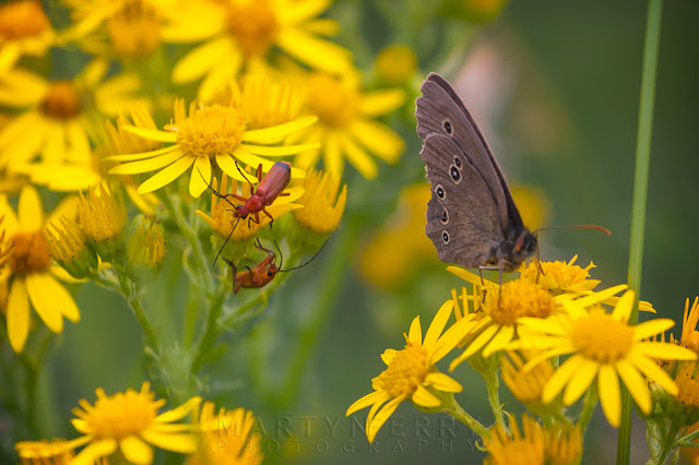 Yellow flowers with a Ringlet butterfly and two red soldier beetles