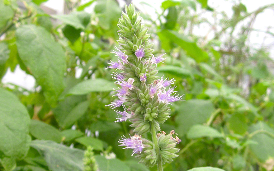 Patchouli Plants, and Garden Spurts